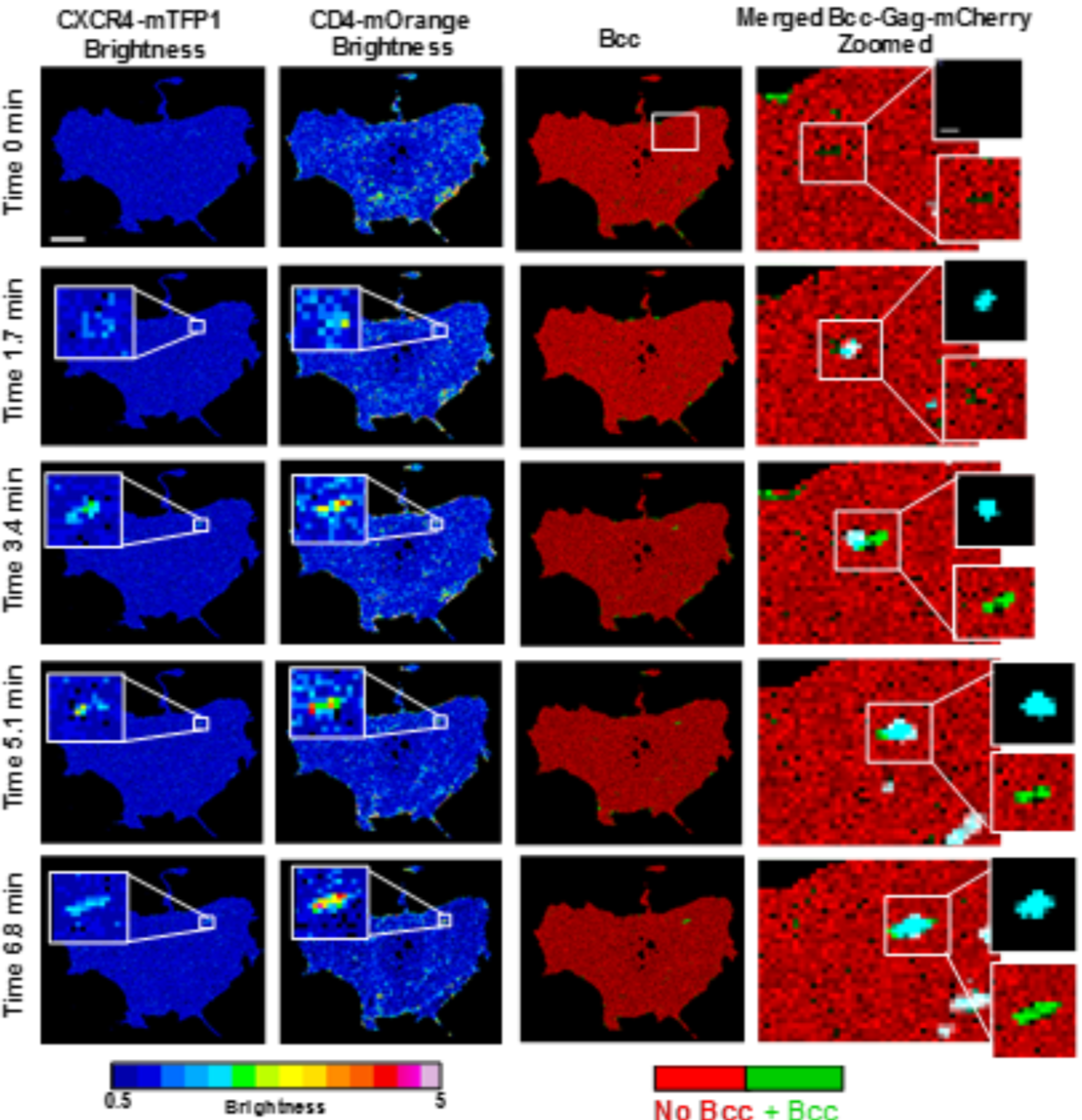 Brightness images of receptor and co-receptor and cross-correlated brightness image of the interaction between the two.