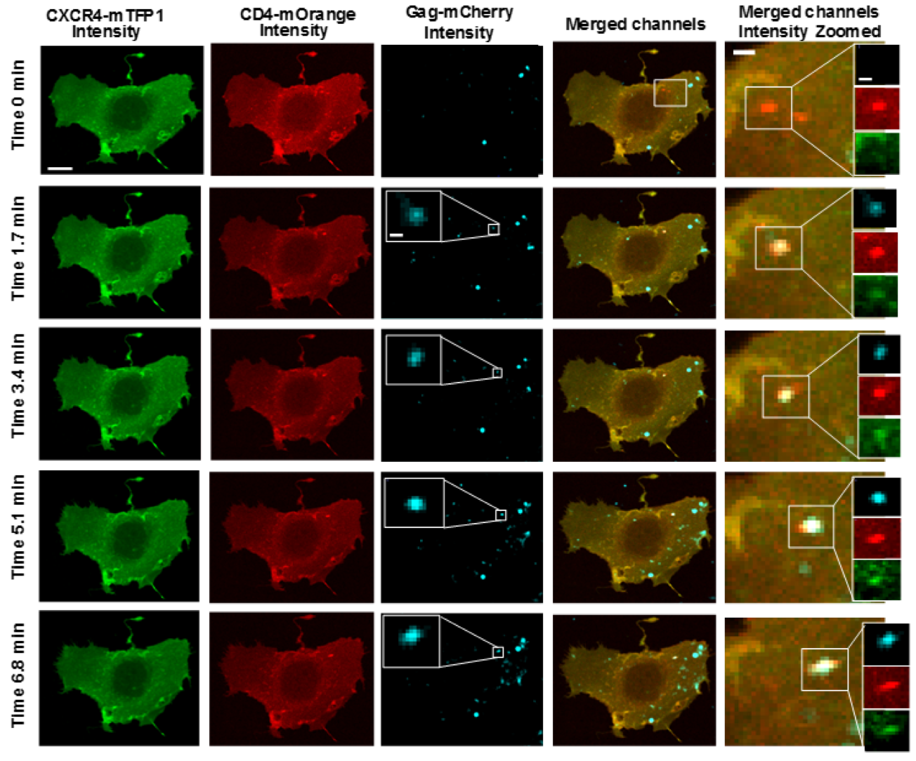 Intensity images from the virus, receptor and co-receptor. Every 100th frame is shown. A virus which lands at \(t \approx 1.7\) minutes is highlighted.