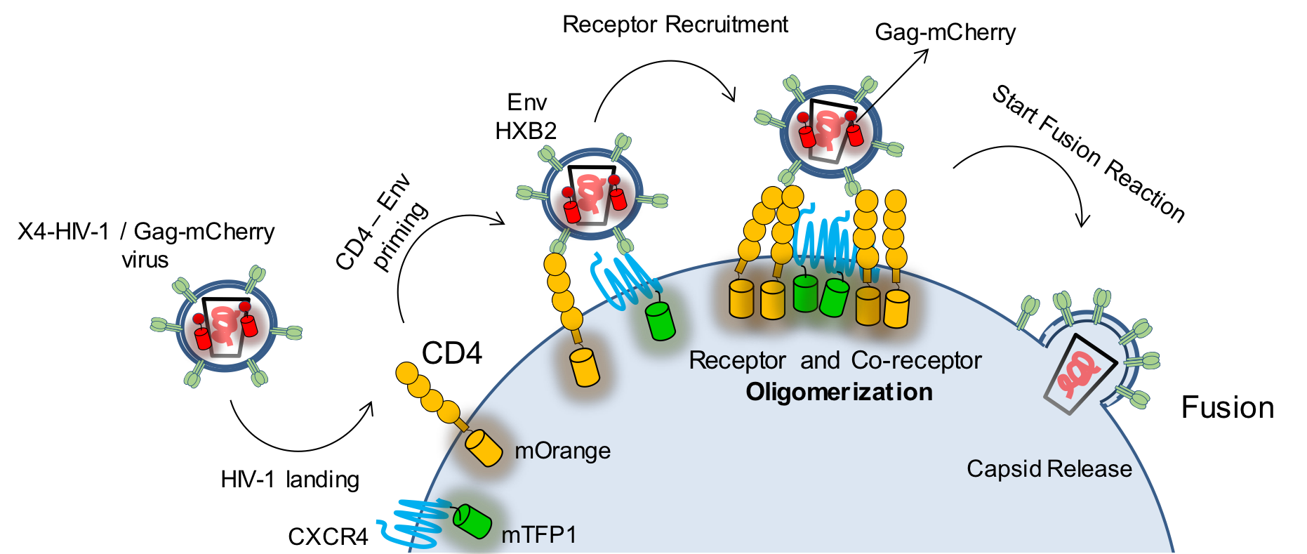 The HIV-1 envelope glycoprotein Env must bind the receptor (CD4) and form a complex with the co-receptor (CXCR4 or CCR5, this figure shows an X4-tropic virus and co-receptor) to initiate the fusion process. Labeling the viral Gag protein with mCherry, the receptor with mTFP1 and the co-receptor with mOrange, it is possible to follow these three players in the fusion reaction and to quantify their interaction.