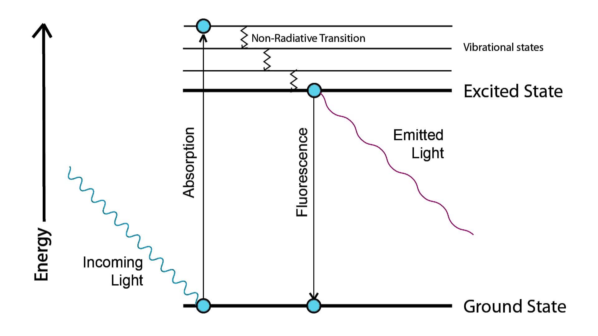 Jablonski diagram of the process of fluorescence. Absorption causes excitation, relaxation causes the emission of light.