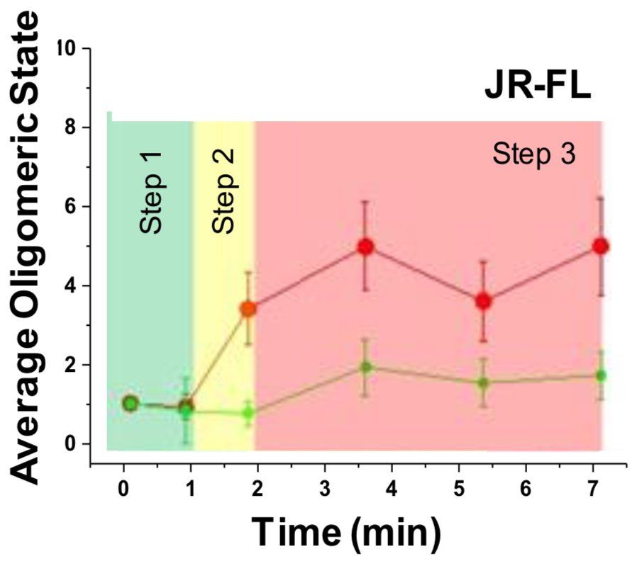 Number of receptor and co-receptor units involved in complexes with virus over time, obtained by brightness analysis. Left panel: HIVHXB2. Right panel: HIVJR-FL.