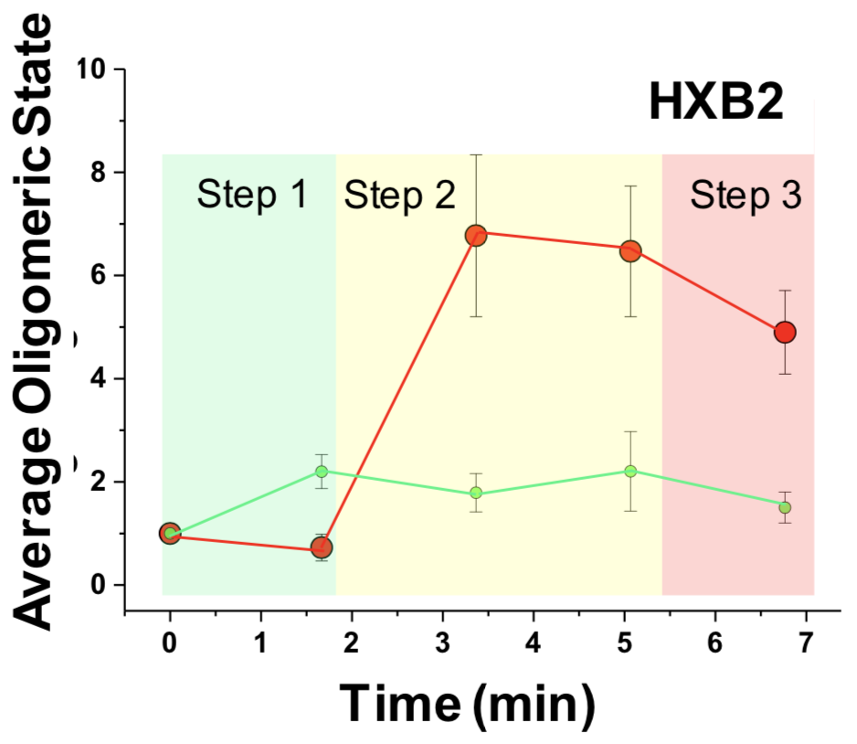 Number of receptor and co-receptor units involved in complexes with virus over time, obtained by brightness analysis. Left panel: HIVHXB2. Right panel: HIVJR-FL.