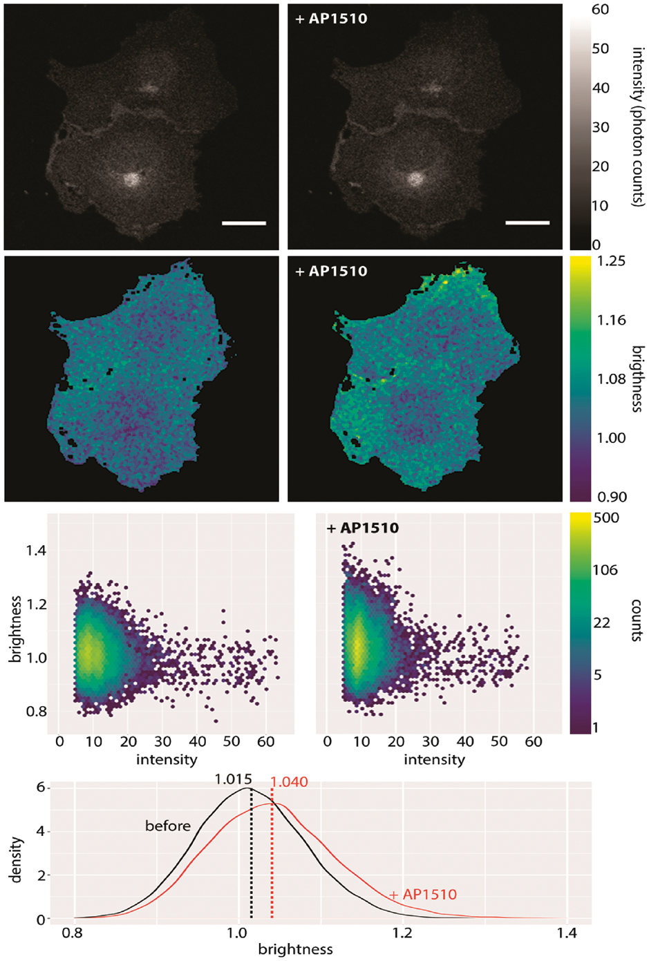 mClover-labelled myristoylated FKBP12 before and after application of 50nM AP1510. Shown here are intensity (first row), brightness (second row), a plot of intensity versus brightness (third row) and brightness histograms (fourth row). Notice how the change in brightness upon addition of the drug is seen most clearly by comparing the brightness histograms. The vertical lines in the histogram plot show the means of those histograms. Brightness here refers to B. Scale bar 20 \(\mu\)m. (Nolan, Alvarez, et al. 2017)