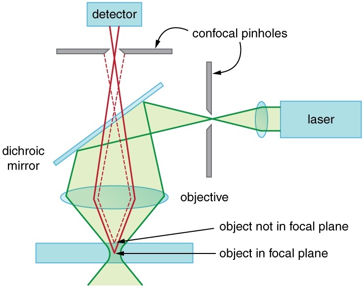 Confocal microscope light path showing how out of focus light does not make it to the detector.1